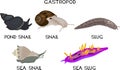 Types of gastropod molluscs: land snail, pond snail, sea snail, slug and sea slug.