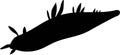 Black silhouette of nudibranch