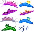 Set of sea slugs. Aeolid nudibranchs and dorid nudibranchs.