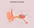 anatomy of the ear education medicine