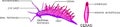 External anatomy of aeolid nudibranch.