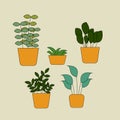 Collection of indoor garden plants in pots