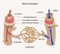 blood vessels anatomical structure medicine education poster