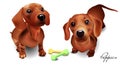 A set of adorable ginger puppies. 3d isolates, vector.