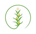 Corn stalk logo. Isolated corn stalk on white background Royalty Free Stock Photo