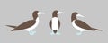 Brown booby logo. Isolated booby on white background. Gannet