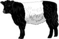Belted Galloway cattle Royalty Free Stock Photo