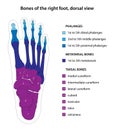 Bones of the right foot, dorsal view.