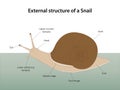 External structure of a Snail Royalty Free Stock Photo