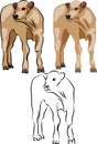 Beef cattle calf - vector illustration