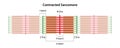 Contracted Sarcomere. Location of bands and lines. Royalty Free Stock Photo