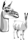 Llama portrait - greyscale vector