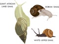 Set of snails.Giant African land snail, Roman snail and white-lipped snail Royalty Free Stock Photo