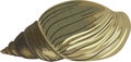 Shell of Giant African land snail (Lissachatina fulica) Royalty Free Stock Photo