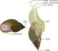 External anatomy of common air-breathing land snail. Structure of Giant African land snail for biology lessons Royalty Free Stock Photo