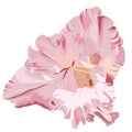 pink gladiolus Royalty Free Stock Photo