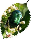 emerald green rose chafer bug vector art illustration