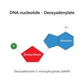 DNA nucleotide (deoxyribonucleotide) - Deoxyadenylate. Royalty Free Stock Photo