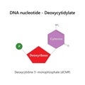 DNA nucleotide (deoxyribonucleotide) - Deoxycytidylate. Royalty Free Stock Photo