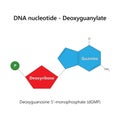 DNA nucleotide (deoxyribonucleotide) - Deoxyguanylate. Royalty Free Stock Photo