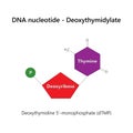 DNA nucleotide (deoxyribonucleotide) - Deoxythymidylate. Royalty Free Stock Photo