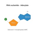 RNA nucleotide (ribonucleotide) - Adenylate.