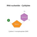 RNA nucleotide (ribonucleotide) - Cytidylate.