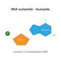 RNA nucleotide (ribonucleotide) - Guanylate.