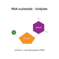 RNA nucleotide (ribonucleotide) - Uridylate.