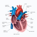 medical illustration of the human heart. educational poster Royalty Free Stock Photo