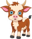 cartoon baby cow on white background Royalty Free Stock Photo