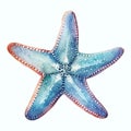 Starfish isolated white background watercolor Royalty Free Stock Photo