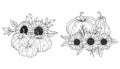 Pumpkins with Sunflowers Line Art Illustration, Outline Pumpkin arrangement Hand Drawn