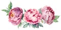 Watercolor illustration of peony flower bouquet isolated on white background