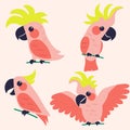 Set of cartoon parrots. Vector illustration. Royalty Free Stock Photo