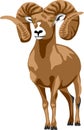 Bighorn sheep vector