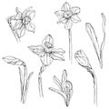 collection of hand-drawn daffodils flowers Royalty Free Stock Photo