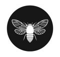 Cicada logo. Isolated cicada on white background