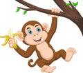 Cute monkey hanging on a tree and holding a banana cartoon Royalty Free Stock Photo