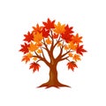 Autumn Maple Tree Vector Art with Colorful Leaves Royalty Free Stock Photo