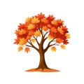 Autumn Maple Tree Vector Art with Colorful Leaves Royalty Free Stock Photo