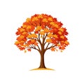 Autumn Maple Tree Vector Art with Colorful Leaves Royalty Free Stock Photo