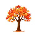 Autumn Maple Tree Vector Art with Colorful Leaves Royalty Free Stock Photo