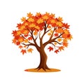 Autumn Maple Tree Vector Art with Colorful Leaves Royalty Free Stock Photo