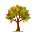 Autumn Maple Tree Vector Art with Colorful Leaves Royalty Free Stock Photo