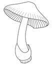 Mushroom grisette amanita is an edible mushroom - vector linear image for coloring. Royalty Free Stock Photo