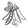 Black-and-White Pea Pod Illustration - Minimalistic Botanical Line Art for Logos and Patterns Royalty Free Stock Photo