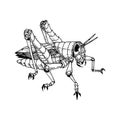 Grayscale vector image of an adult grasshopper. Royalty Free Stock Photo