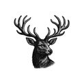 Hand drawn style deer head with horns Royalty Free Stock Photo