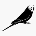 Budgerigar bird silhouette vector illustration on white background Royalty Free Stock Photo